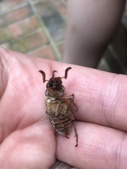 Polyphylla occidentalis