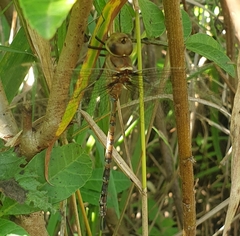 Gynacantha manderica