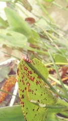 Tettisama quinquemaculata