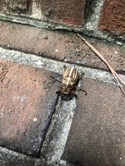 Polyphylla occidentalis