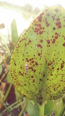 Tettisama quinquemaculata