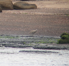 Numenius madagascariensis