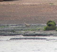 Numenius madagascariensis