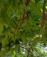 Fraxinus ornus