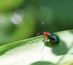 Kuschelina gibbitarsa