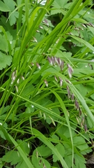Melica nutans