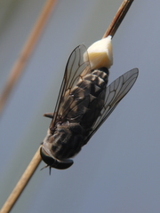 Tabanus autumnalis