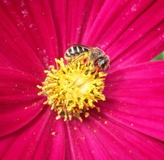 Halictus ligatus