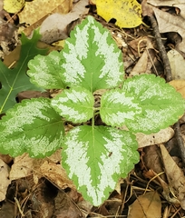 Lamium galeobdolon argentatum