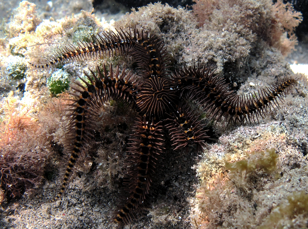 Pied Brittle Star