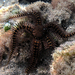 Pied Brittle Star - Photo (c) 
Philippe Bourjon, some rights reserved (CC BY-SA)