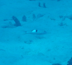 Parupeneus pleurostigma