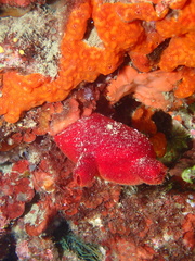 Halocynthia papillosa