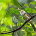 Collared Babbler - Photo (c) Wich’yanan L, some rights reserved (CC BY), uploaded by Wich’yanan L