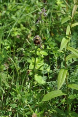 Ophrys fuciflora