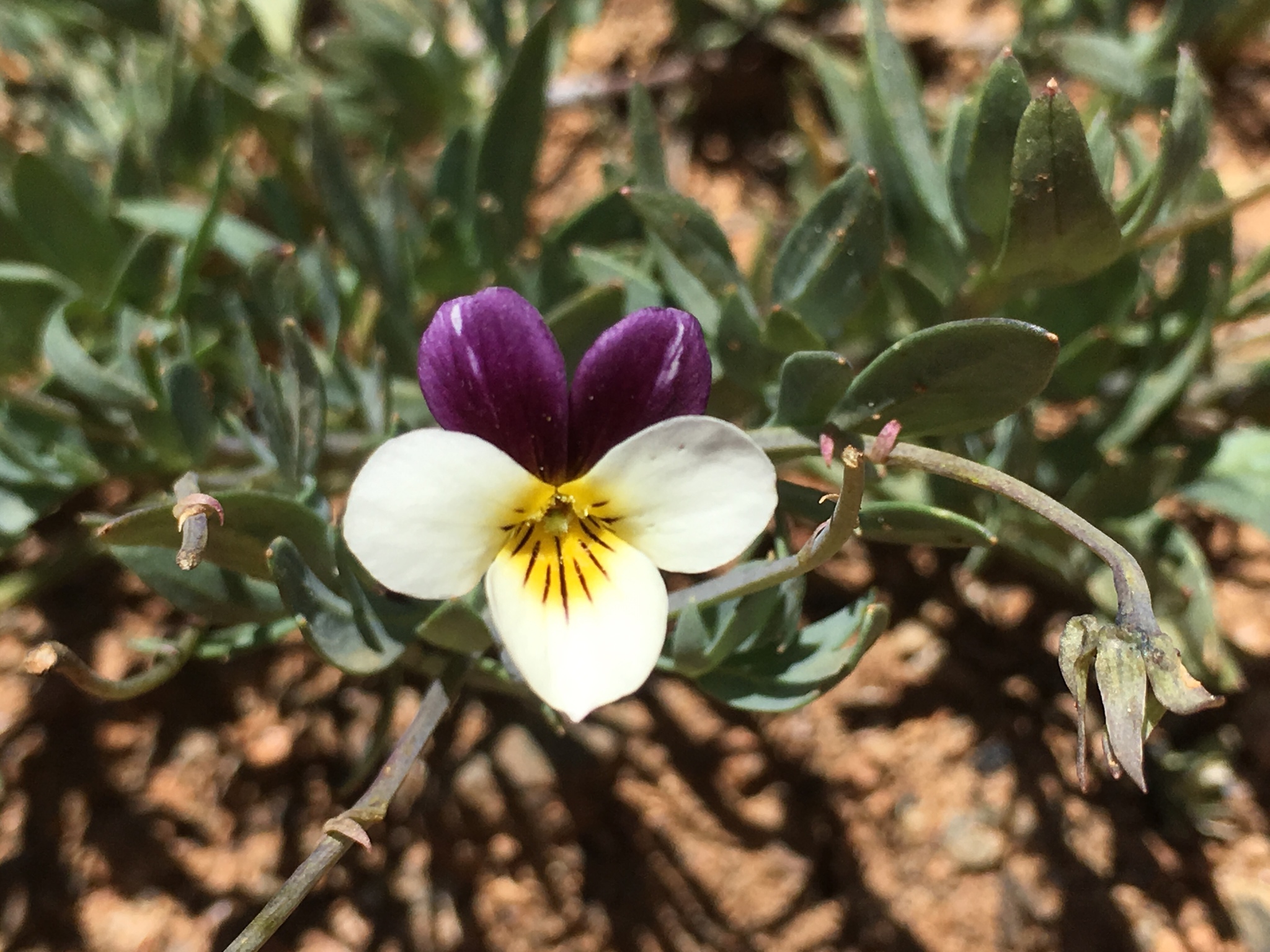 Viola hallii