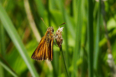 Corticea immocerinus