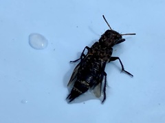 Ontholestes murinus