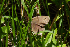 Stegosatyrus periphas