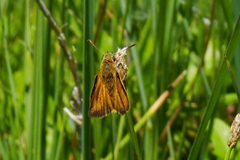 Corticea immocerinus