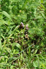 Ophrys fuciflora