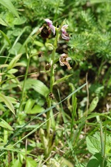 Ophrys fuciflora
