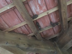 Artibeus jamaicensis