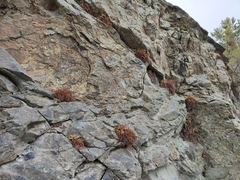 Asplenium cuneifolium
