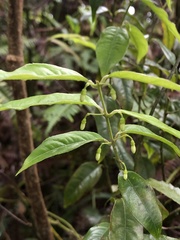 Coptosapelta diffusa
