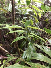 Coptosapelta diffusa