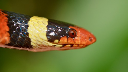 Scarlet Kingsnake
