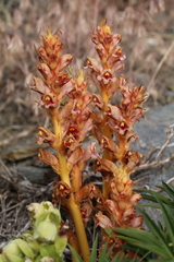 Orobanche haenseleri