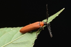 Simianus melanocephalus