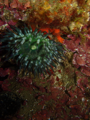 Cribrinopsis crassa