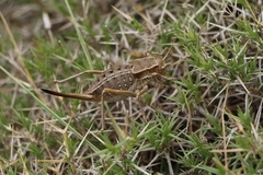 Pycnogaster inermis