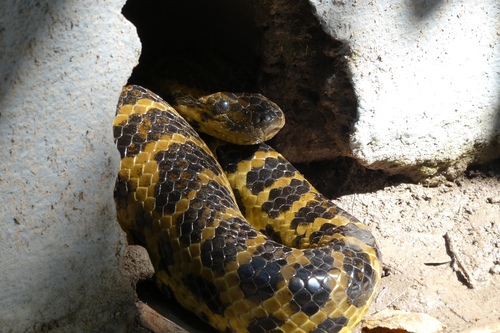 Photo of a Yellow Anaconda (Eunectes notaeus)