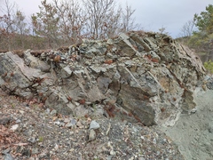 Asplenium cuneifolium