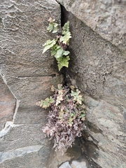 Asplenium cuneifolium
