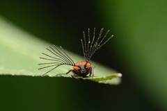 Simianus melanocephalus