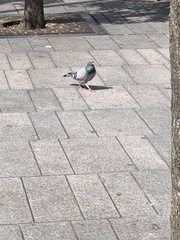 Columba livia domestica