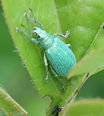 Polydrusus planifrons