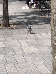 Columba livia domestica
