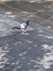 Columba livia domestica