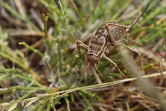 Pycnogaster inermis