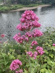 Centranthus ruber