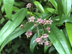 Vincetoxicum oshimae