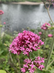 Centranthus ruber