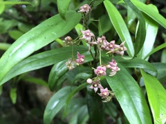 Vincetoxicum oshimae