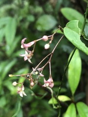 Vincetoxicum oshimae