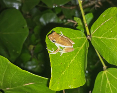 Hyperolius viridiflavus